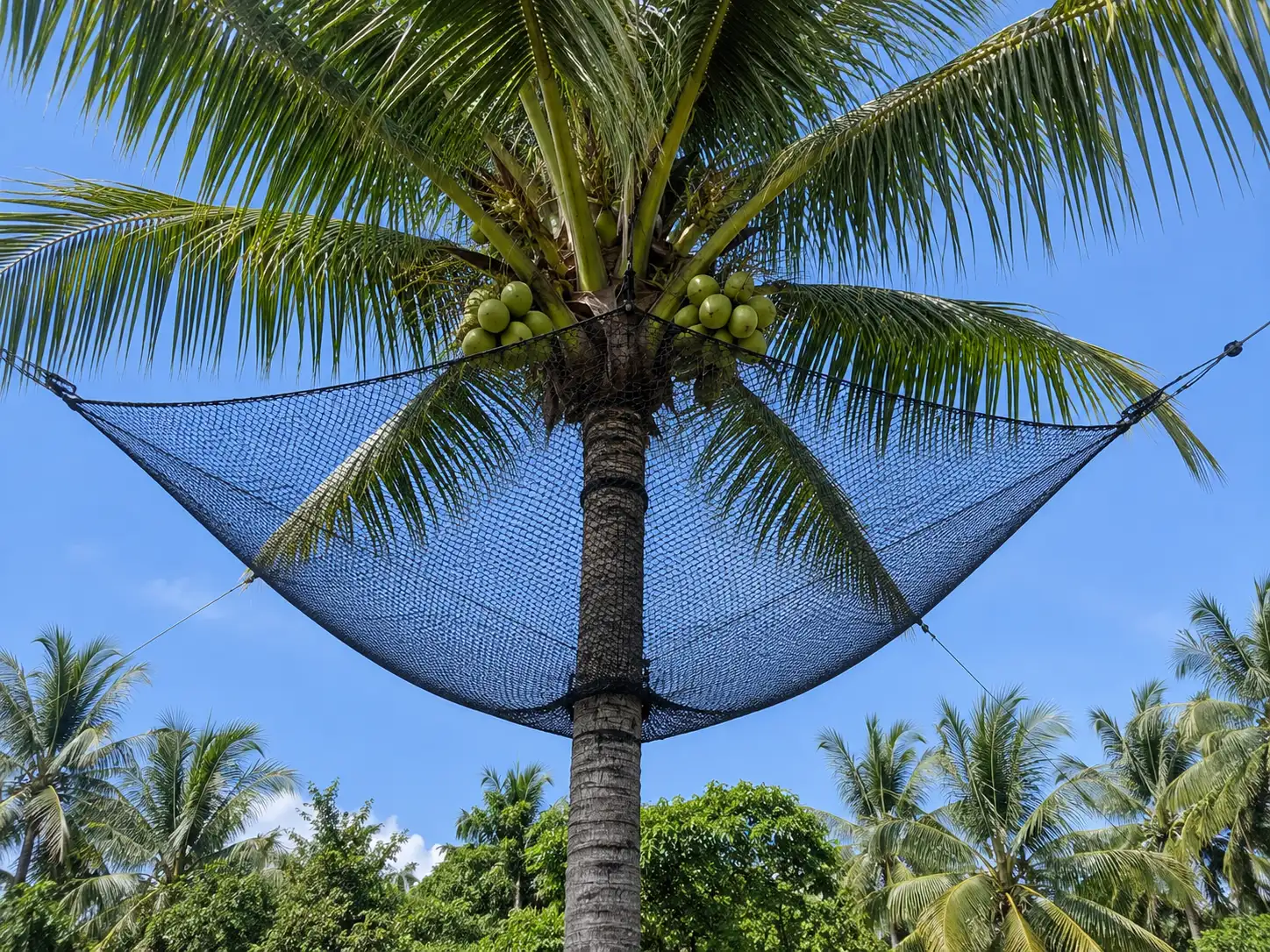 Coconut Tree Safety Nets in Hyderabad